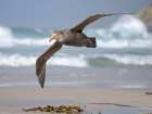Southern giant petrel in flight over coastline of Saunders Island. South America, Falkland Islands. Art Print